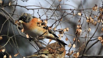 アトリ 秋ヶ瀬公園 2021年1月11日(月)