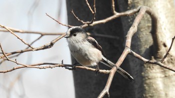 エナガ 秋ヶ瀬公園 2021年2月21日(日)