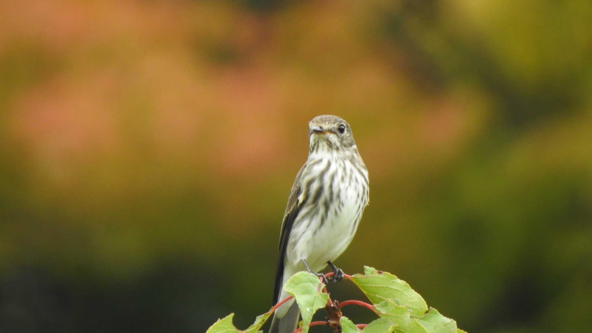  エゾビタキの写真 by 緑の風