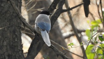 オナガ 秋ヶ瀬公園 2022年3月5日(土)