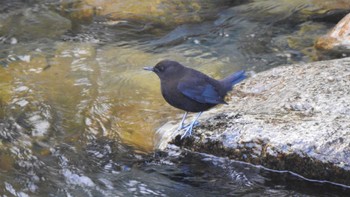 カワガラス 国営アルプスあづみの公園(堀金・穂高地区) 2020年10月30日(金)