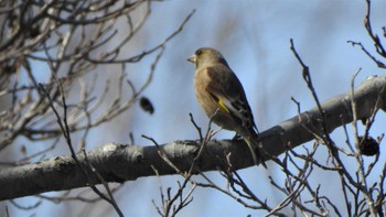 カワラヒワ 秋ヶ瀬公園 2022年3月5日(土)