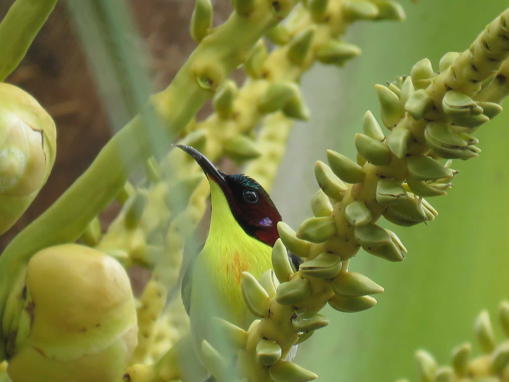 Handsome Sunbird by Nozomu 