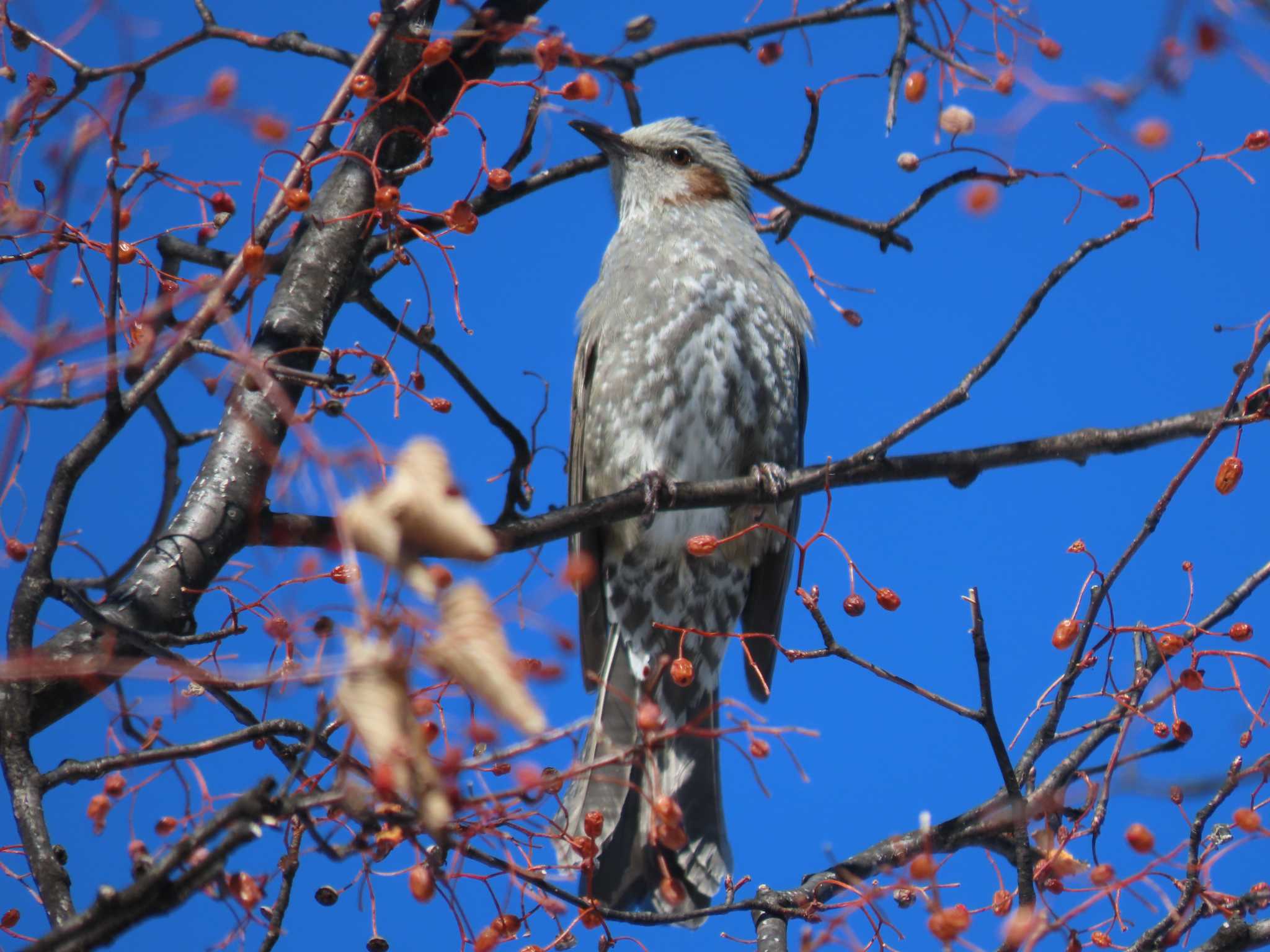 Brown-eared Bulbul