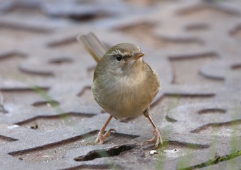 2023年1月28日(土) じゅん菜池緑地(千葉県)の野鳥観察記録