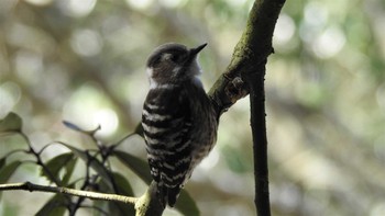 Japanese Pygmy Woodpecker 公渕森林公園 Sat, 3/11/2017