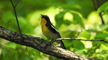 キビタキ 秋ヶ瀬公園 2022年5月4日(水)