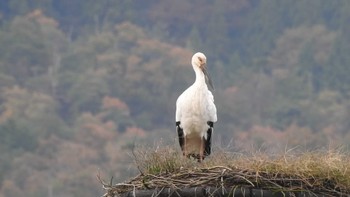 コウノトリ 兵庫県立コウノトリの郷公園 2022年11月4日(金)