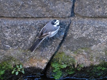 2023年1月28日(土) 平和の森公園、妙正寺川の野鳥観察記録