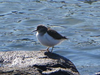 イソシギ 東京港野鳥公園 2023年1月28日(土)