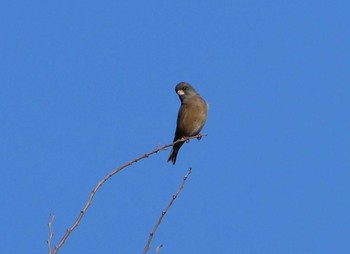 カワラヒワ 東京港野鳥公園 2023年1月28日(土)