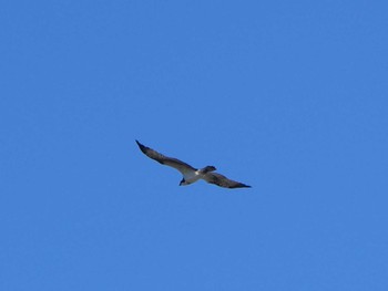 ミサゴ 東京港野鳥公園 2023年1月28日(土)