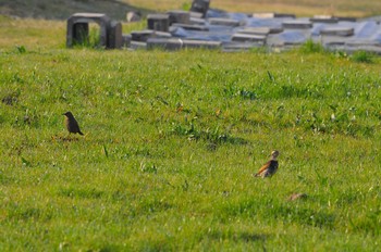 Blue Rock Thrush 平城京跡 Thu, 3/15/2018