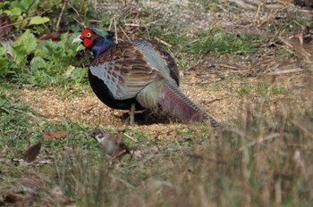 Green Pheasant 淀川 Sat, 1/28/2023