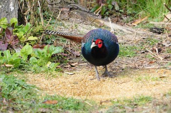 Green Pheasant 淀川 Sat, 1/28/2023