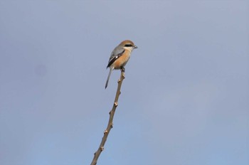 Bull-headed Shrike 淀川 Sat, 1/28/2023