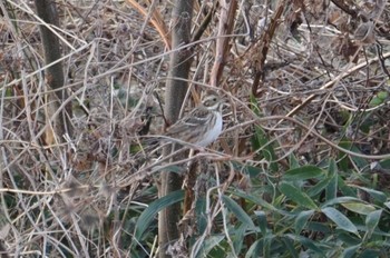 Rustic Bunting 淀川 Sat, 1/28/2023