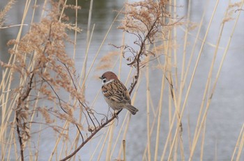 Eurasian Tree Sparrow 淀川 Sat, 1/28/2023