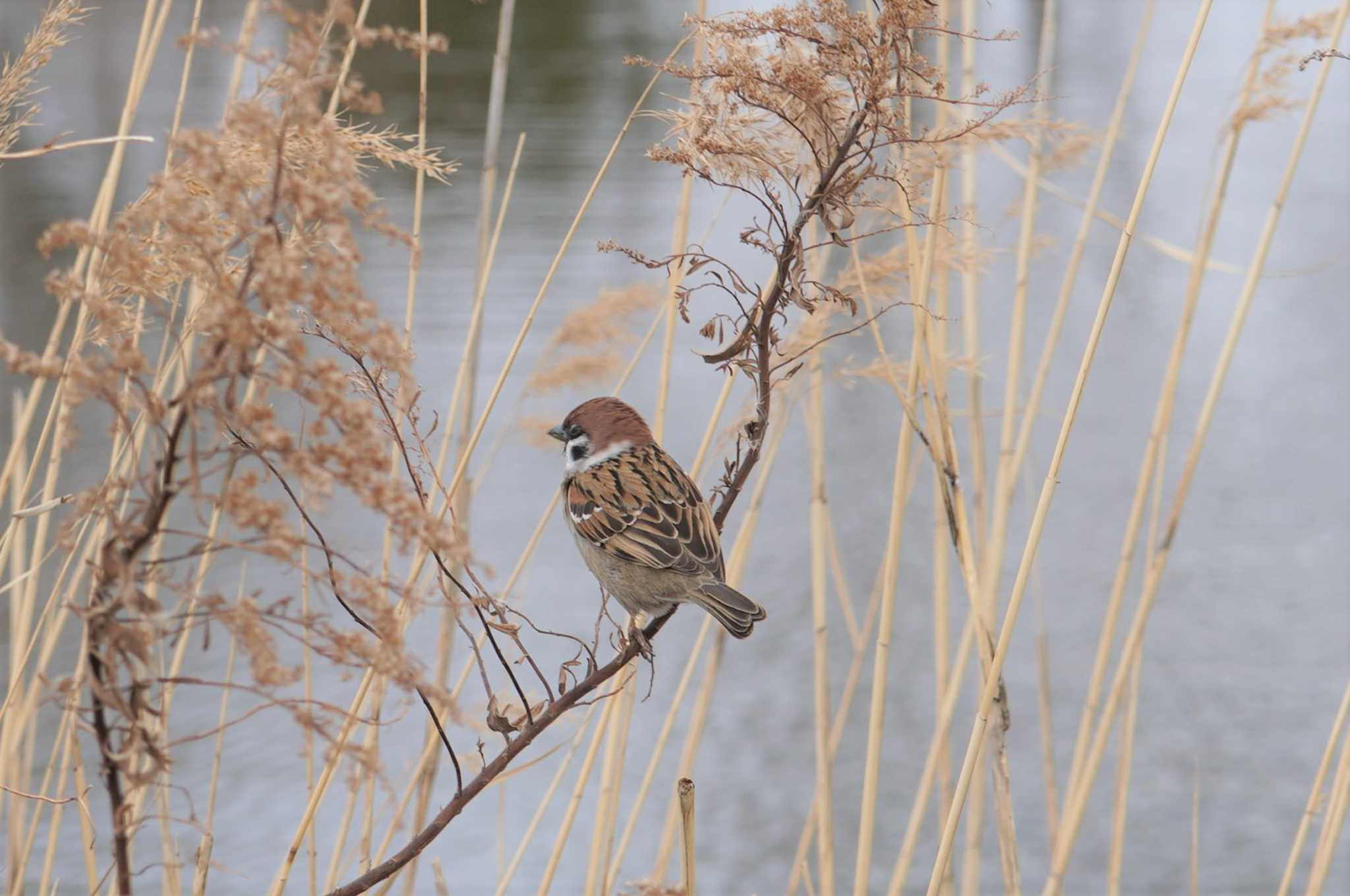 Photo of Eurasian Tree Sparrow at 淀川 by マル