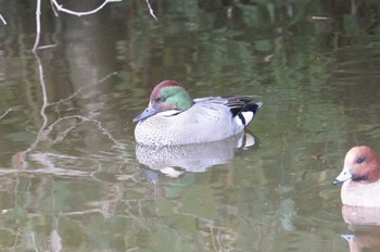 Falcated Duck 淀川 Sat, 1/28/2023