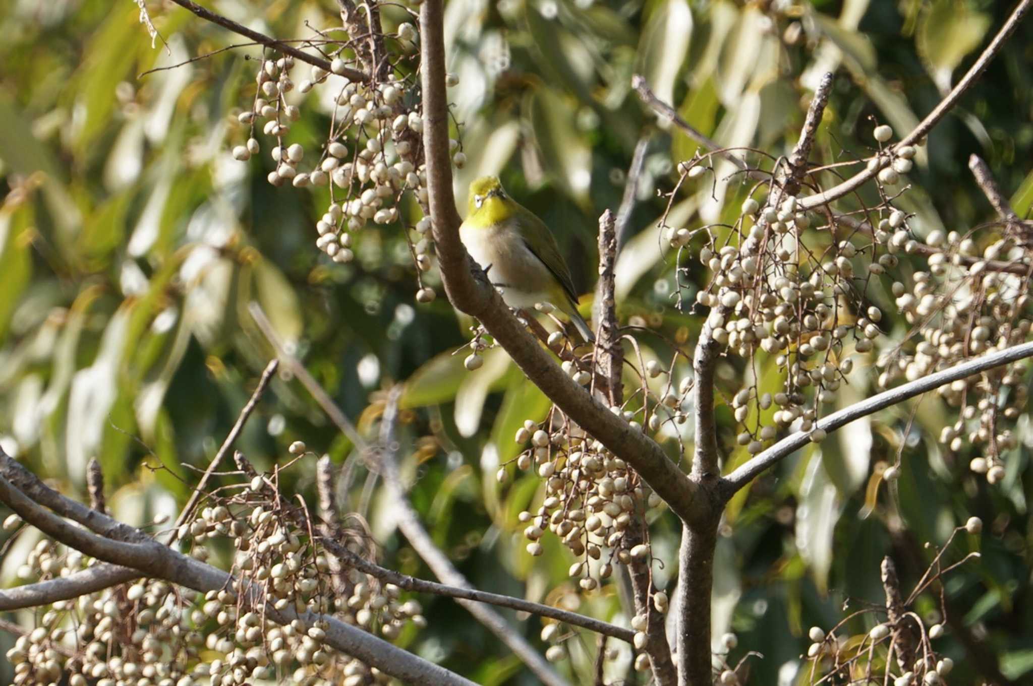 Photo of Warbling White-eye at 淀川 by マル