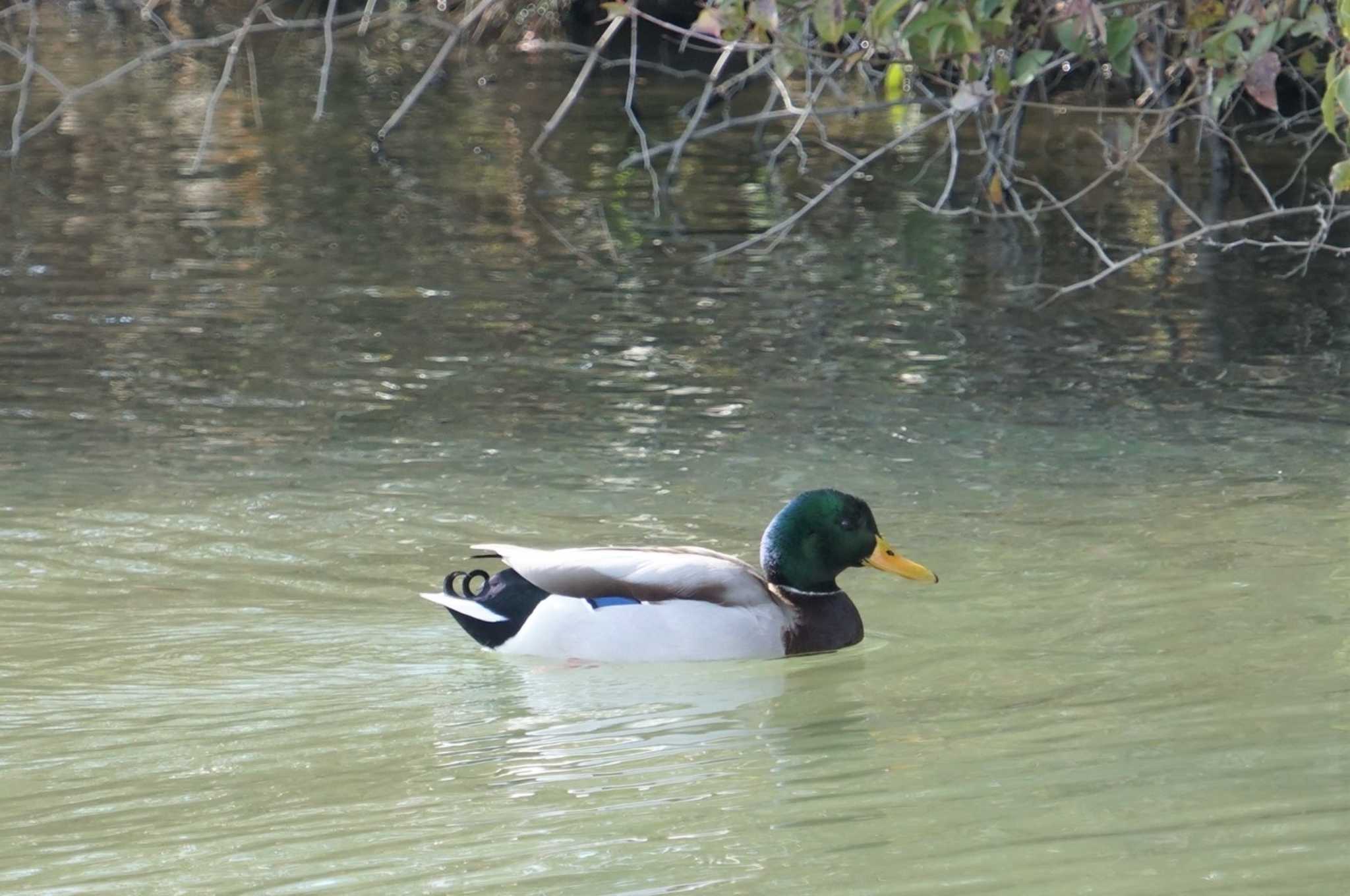 Photo of Mallard at 淀川 by マル