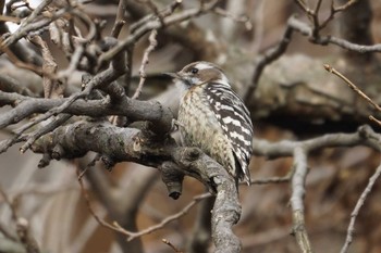 Japanese Pygmy Woodpecker 大岡川 Sat, 1/28/2023