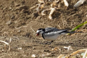 White Wagtail 大岡川 Sat, 1/28/2023