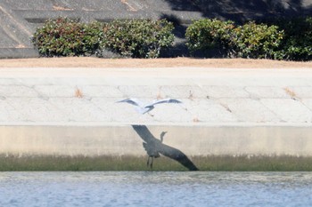 アオサギ 武庫川 2023年1月21日(土)