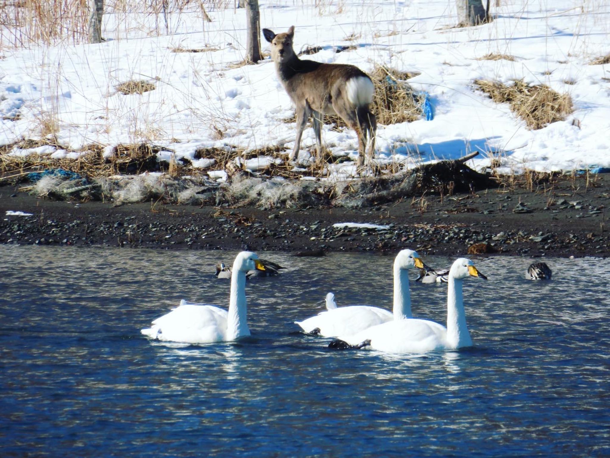 霧多布岬、火散布漁港 オオハクチョウの写真 by ユウ@道民