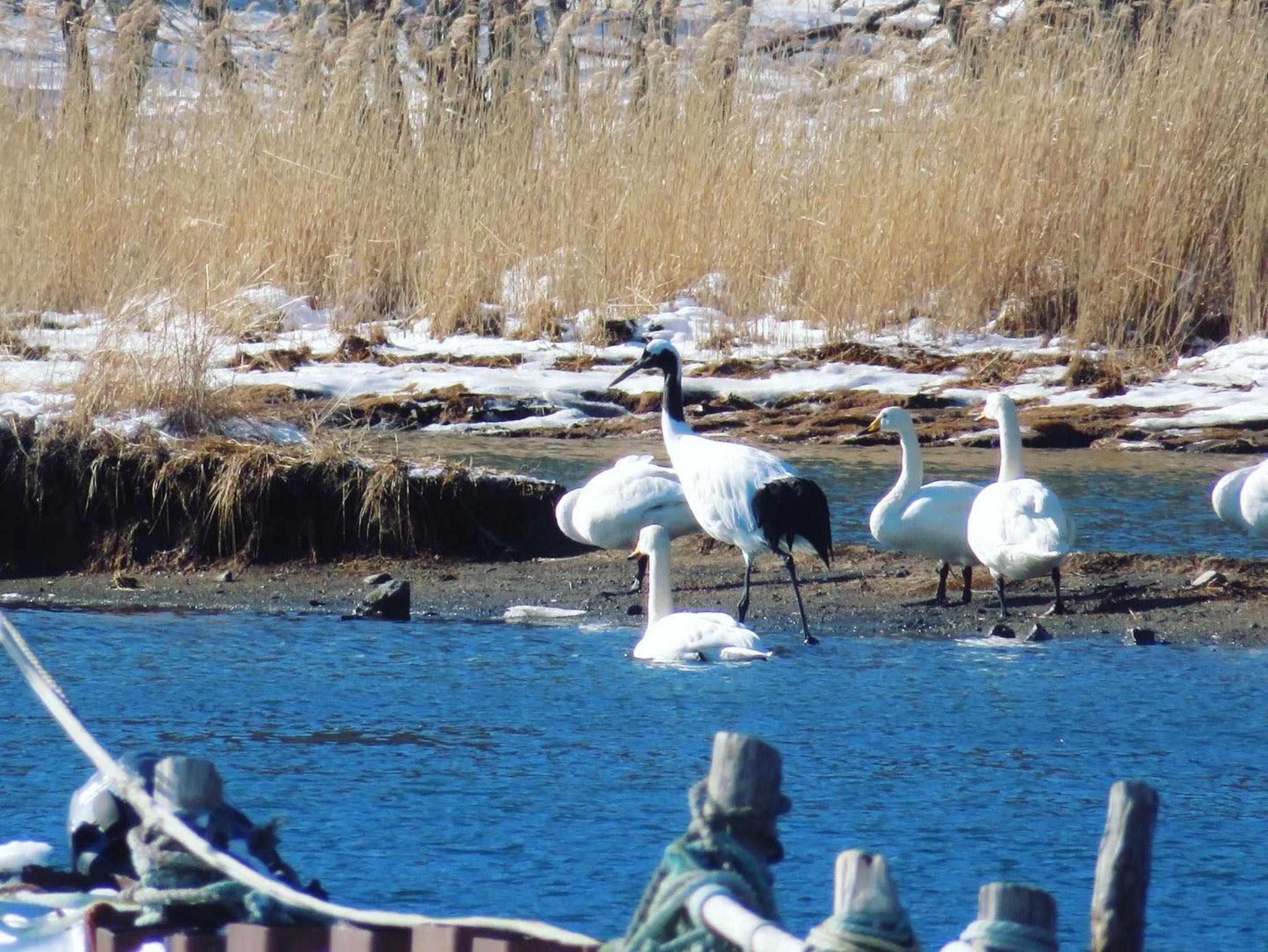 霧多布岬、火散布漁港 タンチョウの写真 by ユウ@道民