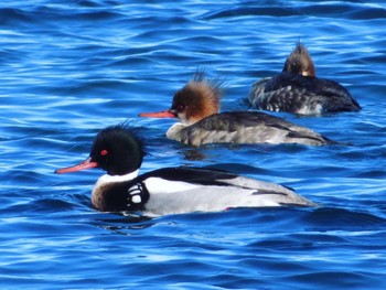 2023年1月28日(土) 霧多布岬、火散布漁港の野鳥観察記録