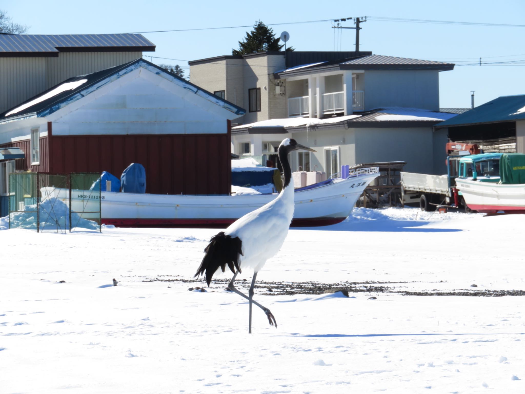 霧多布岬、火散布漁港 タンチョウの写真 by ユウ@道民