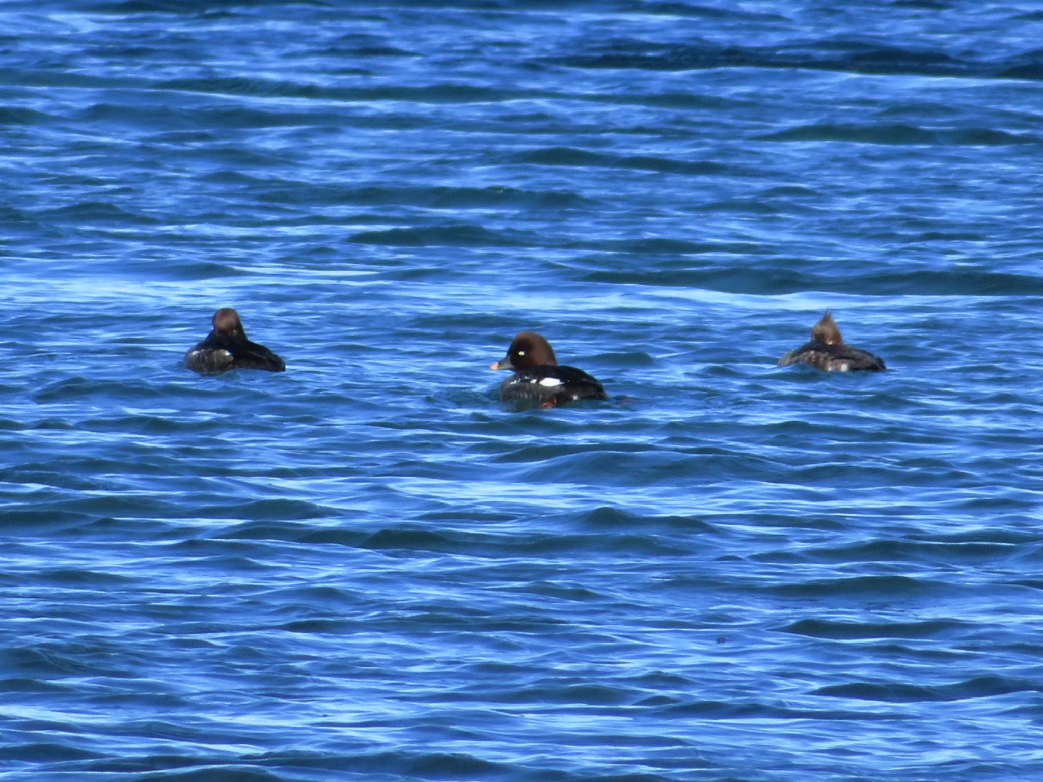 霧多布岬、火散布漁港 ホオジロガモの写真 by ユウ@道民