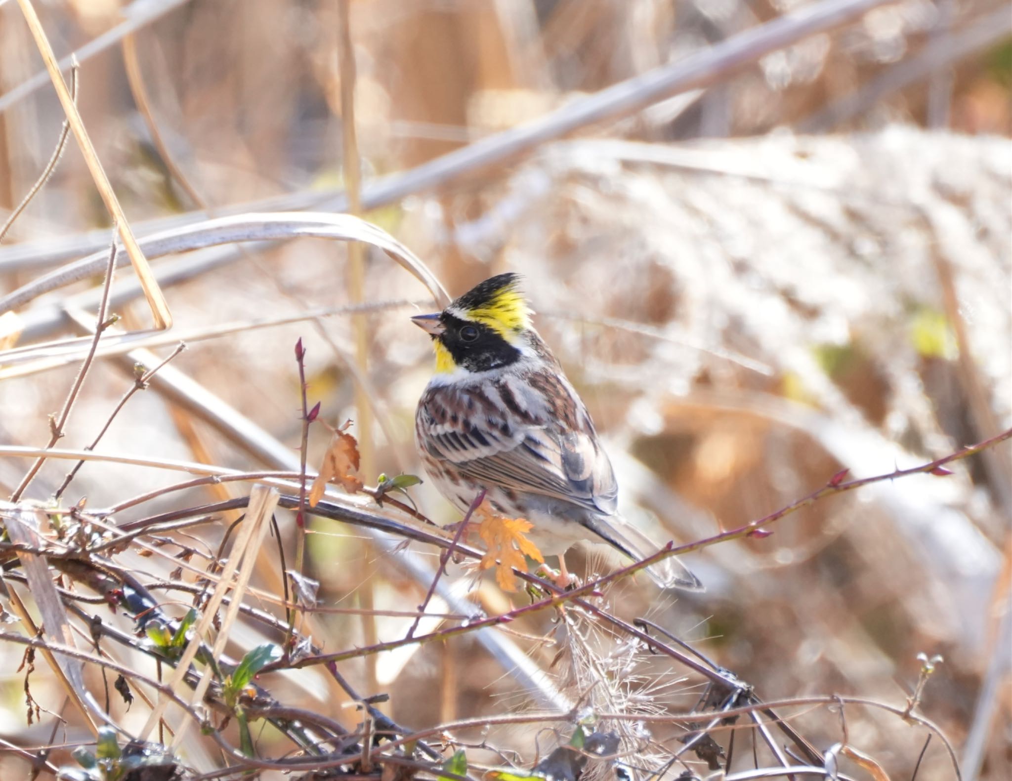 Yellow-throated Bunting