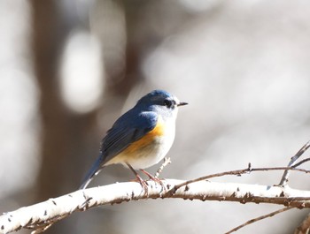 ルリビタキ 丸火自然公園 2023年1月28日(土)