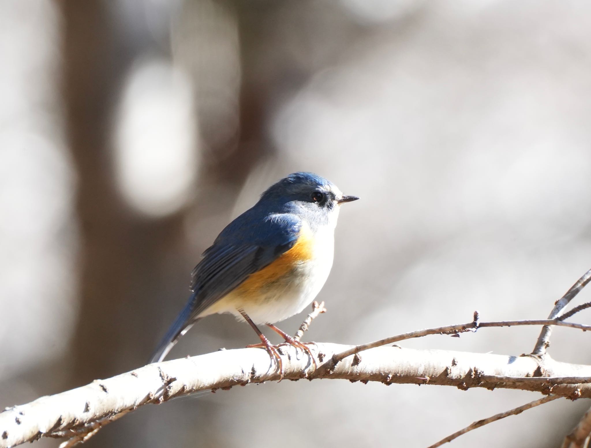 Red-flanked Bluetail