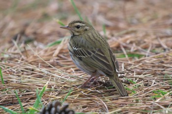 2023年1月28日(土) 海の公園(横浜市)の野鳥観察記録