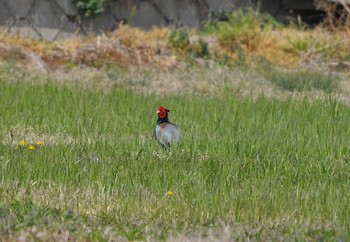 キジ 水上池 2018年3月29日(木)