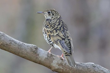 White's Thrush 豊田市昭和の森 Sat, 1/28/2023