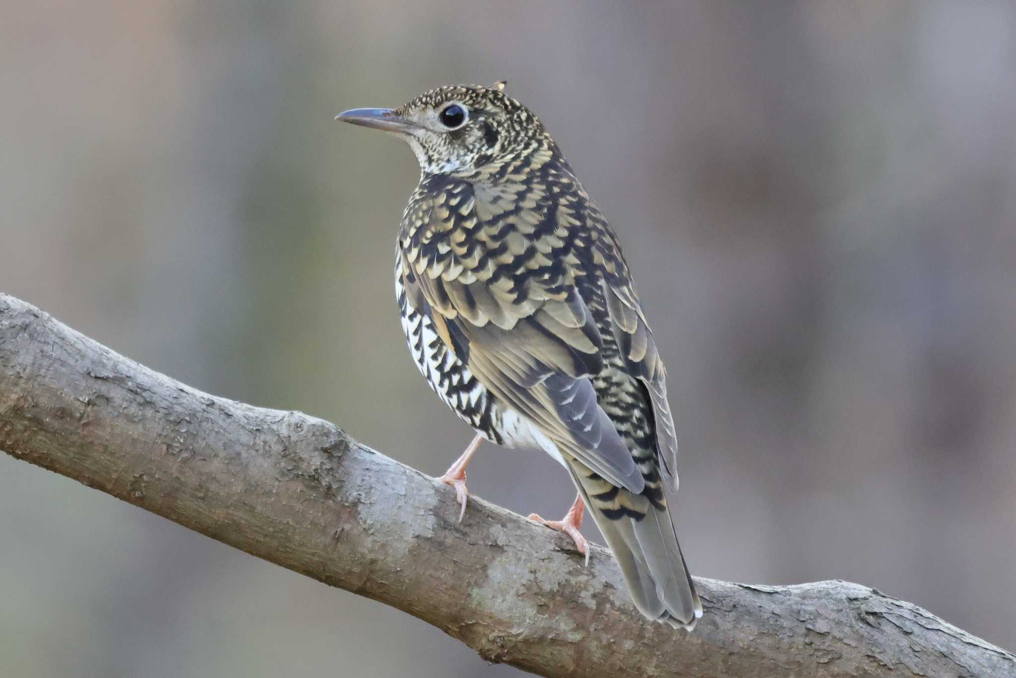 Photo of White's Thrush at 豊田市昭和の森 by toshi