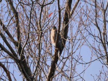 2023年1月28日(土) 平城宮跡の野鳥観察記録