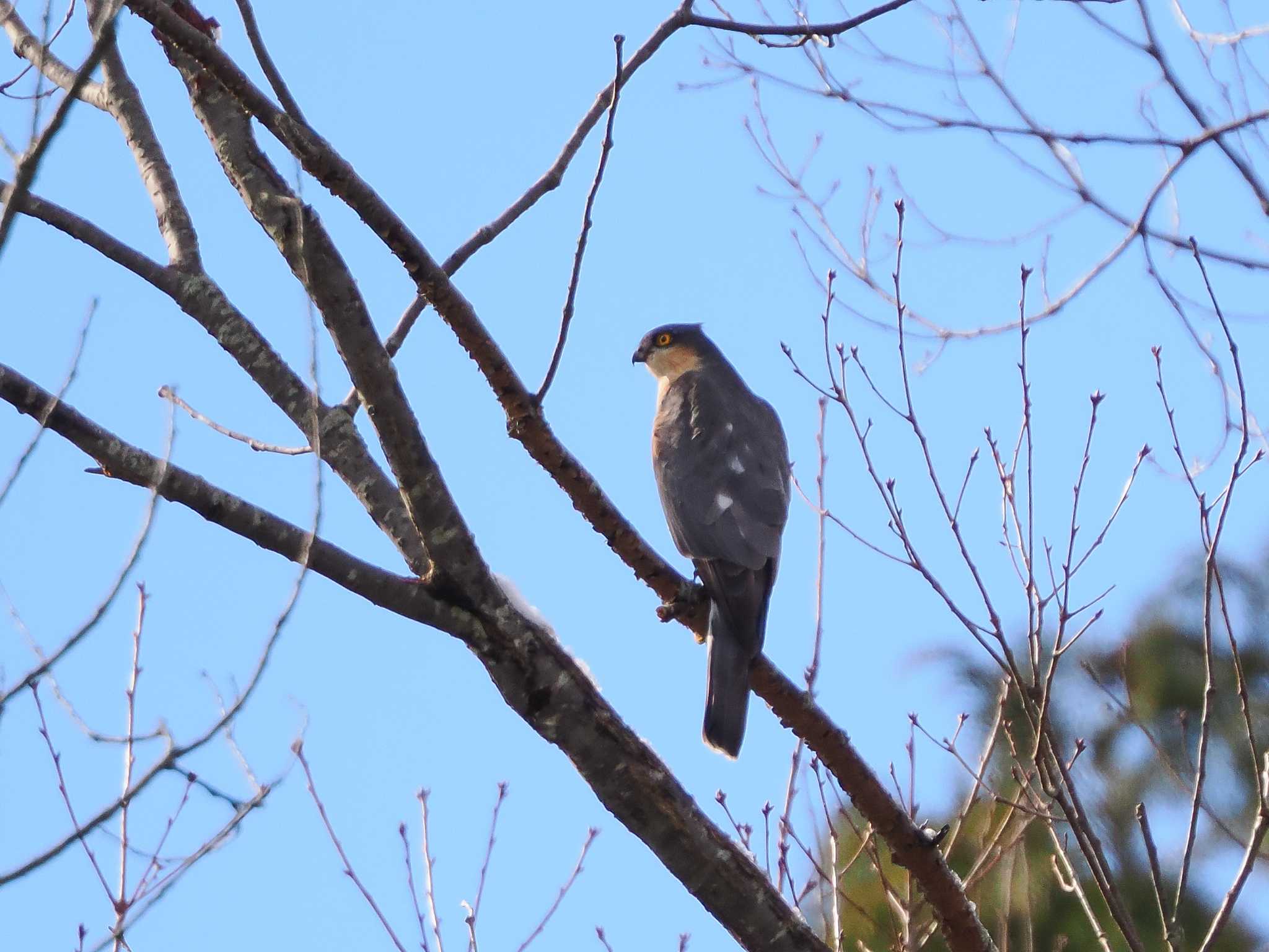 Eurasian Sparrowhawk