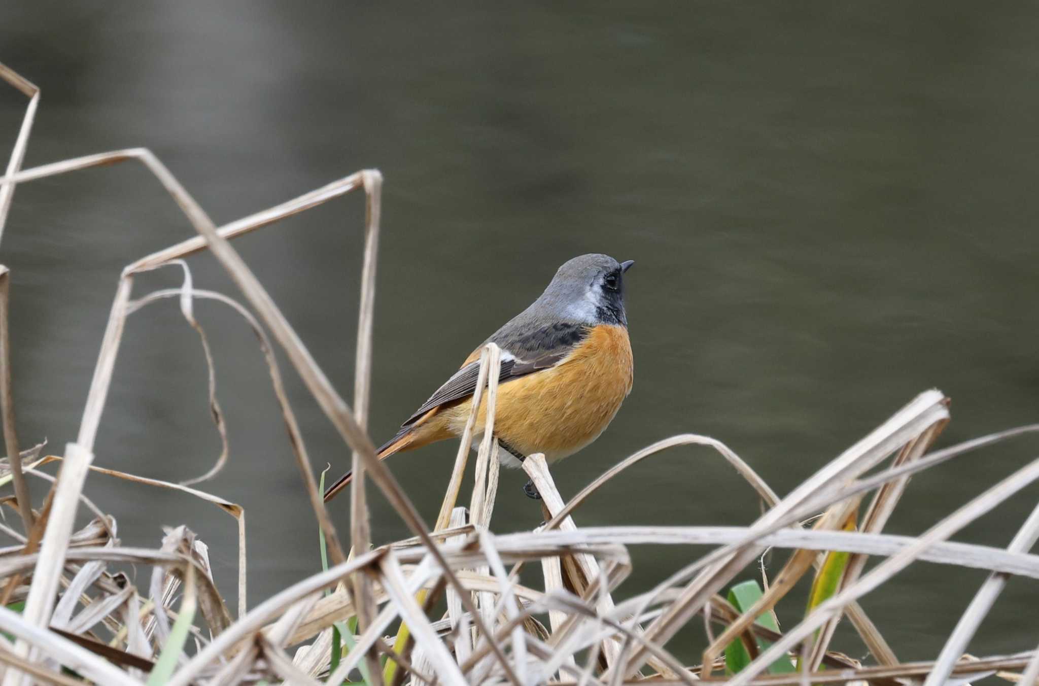 福岡県 ジョウビタキの写真 by 気ままに山歩