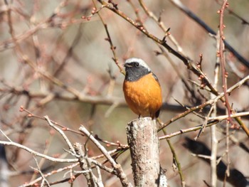 Daurian Redstart 塩沢渓谷 Fri, 12/30/2022