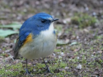 Red-flanked Bluetail 松戸 Sat, 1/28/2023