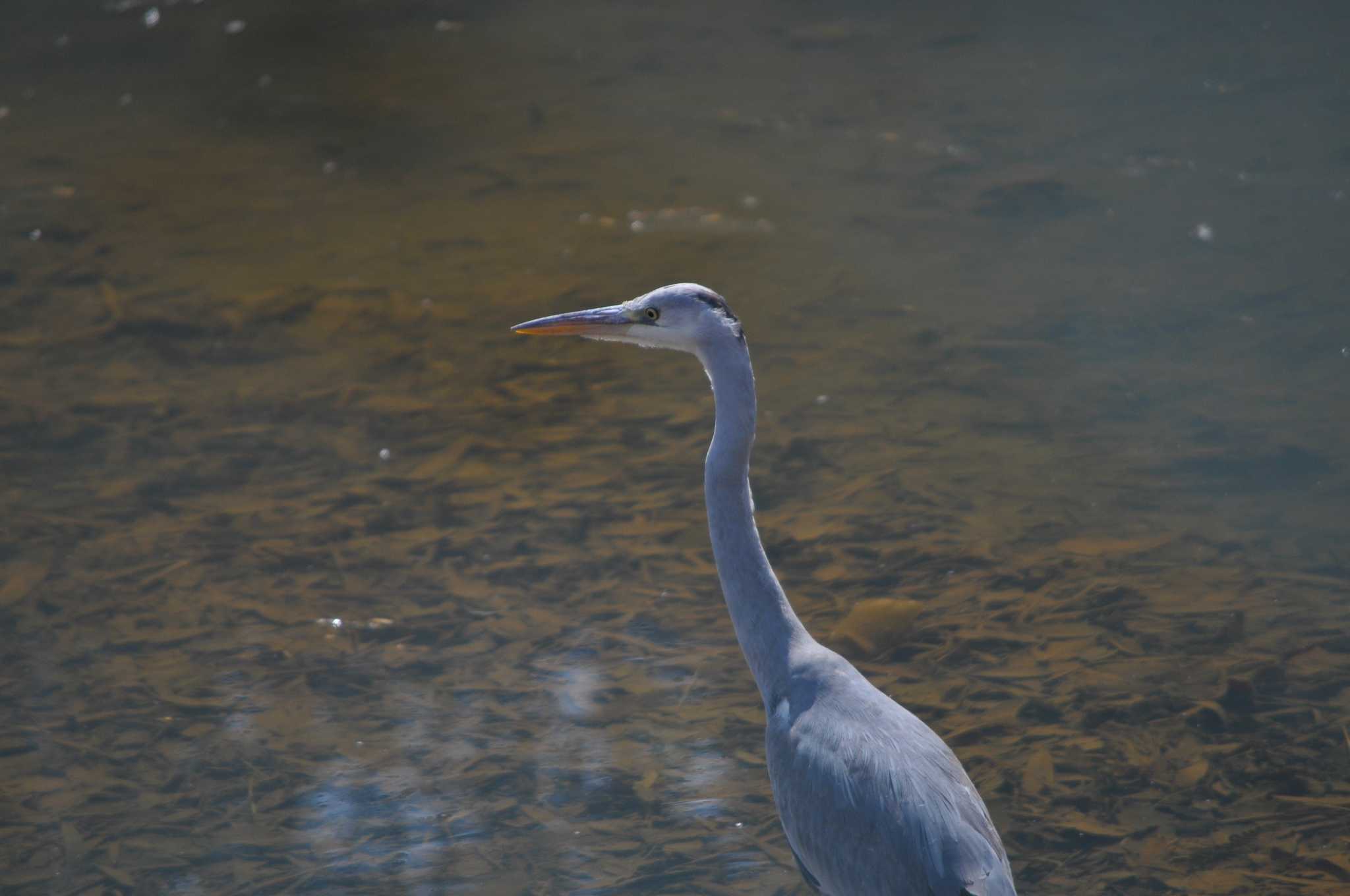 若鳥クン by Souma Yamamoto