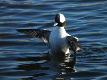 2023年1月28日(土) 多摩川の野鳥観察記録