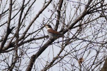 Dusky Thrush 東京都 Sun, 1/22/2023