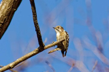 Sat, 1/28/2023 Birding report at 横浜市立金沢自然公園